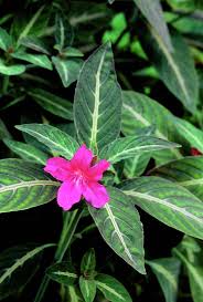 Image result for Ruellia makoyana