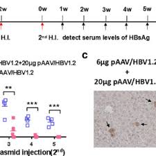 The doses of pAAV/HBV1.2 plasmid determine HBV persistence in C57BL/6... |  Download Scientific Diagram