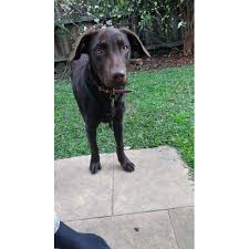Two other breeds have a very. Balou The Curly Coated Retriever Cross Medium Male Curly Coated Retriever X Labrador Dog In Vic Petrescue