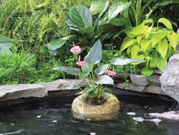 My own pond has 2 pumps. Barley Straw Planters Pond Water Treatment