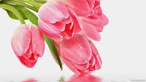 Bunga ini dikenal sebagai tanaman yang populer di belanda bahkan menjadi salah satu icon di negara. Wallpaper Bunga Tulip Pink Month Wise Calendar 1600x900 Download Hd Wallpaper Wallpapertip