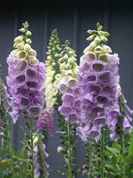 Digitalis Camelot Lavender Bluestone Perennials