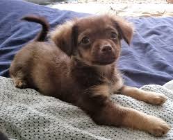 Contrary to popular belief, it is not true that all longcoats shed less then short haired chi's. Purebred Long Hair Chihuahua Puppies For Sale Choca Litter 2018 Polina S Pet Paradise