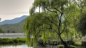 Maybe you would like to learn more about one of these? Willows Are Versatile And Beautiful Canada S Local Gardener Magazine