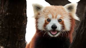 Now what a shame it would be to lose such a cute and adorable creature eh? 12 Furry Facts About Red Pandas Mental Floss