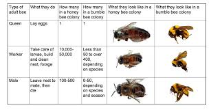 social behavior beespotter university of illinois