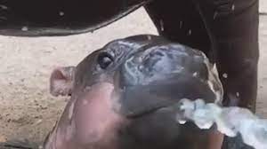 Last week, the baby hippo took her first bath. Baby Hippo Enjoys A Bath In Thailand Animal Sanctuary