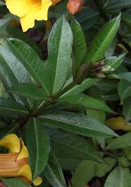 Image result for Allamanda schottii