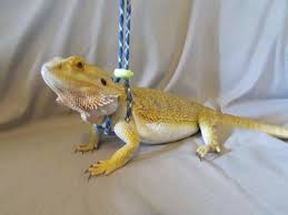 Reptile Bearded Dragon Lizard Leash Not Constricting One Etsy In 2020 Bearded Dragon Small Lizards Bearded Dragon Cute