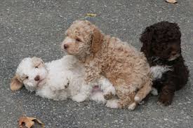 We did not find results for: What Is Puppy Culture
