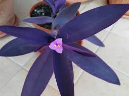 Image result for Tradescantia pallida