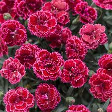 Image result for Dianthus