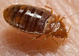 Bed Bug Wikipedia