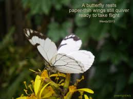 White Butterfly Haiku White Butterfly Haiku Butterfly