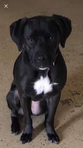 Cincinnati (ap) — great apes, big cats and other animals are among creatures the cincinnati zoo is prepping for the coronavirus vaccine later this summer, the zoo said thursday. Dog For Adoption Lexi A Boxer Labrador Retriever Mix In Cincinnati Oh Petfinder