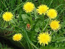 Image result for Sonchus dregeanus