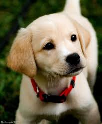 Sweet Face Puppies Pet Dogs Puppies Cute Baby Animals