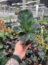 Image result for Ficus lyrata