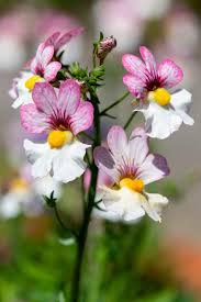 Image result for Nemesia