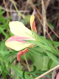 Image result for Menodora heterophylla