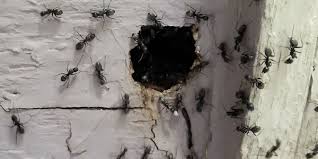 Little black ants pavement ants ants vs. Carpenter Ants Are In My House Bogo Pest Control