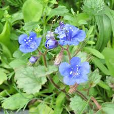 Image result for Culcasia falcifolia