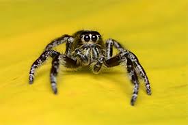 The black widow spider is shy and nocturnal, usually staying hidden in its web, hanging with its belly upward. Spiders Karachi Fumigation Service Pakistan