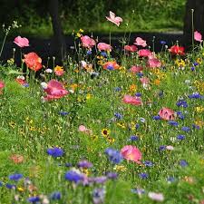 Northeast Pollinator Wildflower Seed Mix Wildflower Seeds American Meadows Pollination