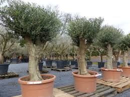 Wie man den olivenbaum überwintern kann, zeigt dieses neue video von meine orangerie. Olivenbaum Xxl Stamm 170 180 Cm Beste Qualitat Winterharte Olive Olea Jh Grunwaren