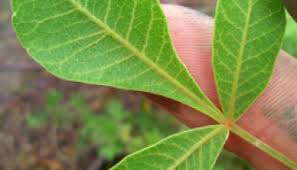 Image result for Searsia monticola