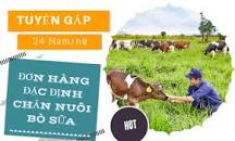 Image result for Đơn hàng vắt sữa bò nữ đến 40 tuổi 3 năm lương cao đi đơn Hot Nhật Bản