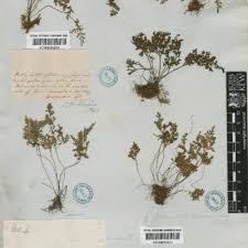 Image result for Parkeriaceae