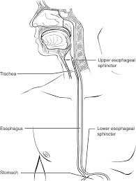 Maybe you would like to learn more about one of these? The Mouth Pharynx And Esophagus Anatomy And Physiology Ii