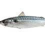mackerel meaning from www.collinsdictionary.com