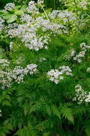 Image result for Conium