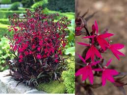 Image result for foto Lobelka