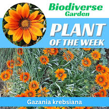 Image result for Gazania krebsiana