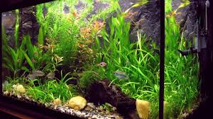 Toko jual aquarium air tawar di bandung sudah banyak berdiri dengan menjual berbagai macam tanaman aksesoris serta hiasan yang pastinya akan sangat cocok untuk aquariuk ikan hias anda dengan harga yang sangat bersahabat. Harga Aquarium Nisso Di Pasaran Per 23 April 2021 Terbaru Biaya Info