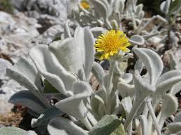 Image result for Monactinocephalus