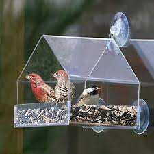 Bird Feeders For Small Birds Amazon Amazon Com Grateful Gnome Window Bird Feeder Clear Acrylic House For Small Or Large Wild Bird Like Fin Window Bird Feeder Bird Feeders Bird Feeder Hangers