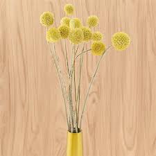We did not find results for: 10pcs Dried Natural Flower Craspedia Yellow Balls Sticks Home Room Decor Gift Ebay