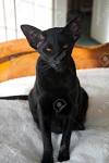Oriental Short Hair Cat Breed Profile | Petfinder