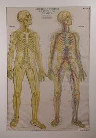American Frohse Anatomical Charts The Nervous System And Th
