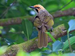 Check spelling or type a new query. Cucak Rawa Ebird