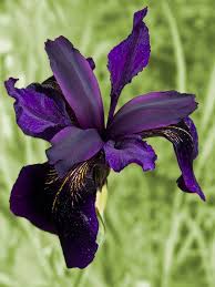 Pin On Flowers And Gardens