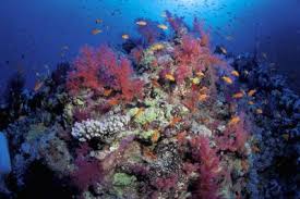 Nuvo fusion pro 25 lagoon with black aps stand, 25 nuvo fusion lagoon pro aio aquarium reefing education and supplies since 2007. Reef Tank Aquascaping Ideas Animals Mom Com