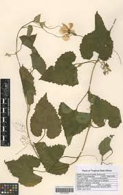 Image result for Momordica foetida