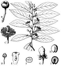 Image result for Aphloiaceae