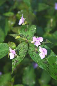 Image result for Tinnea galpinii