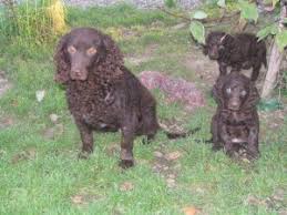 Image result for americký vodní španěl